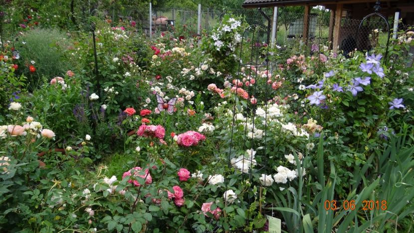 toate florile sunt murate - Trandafiri iunie I