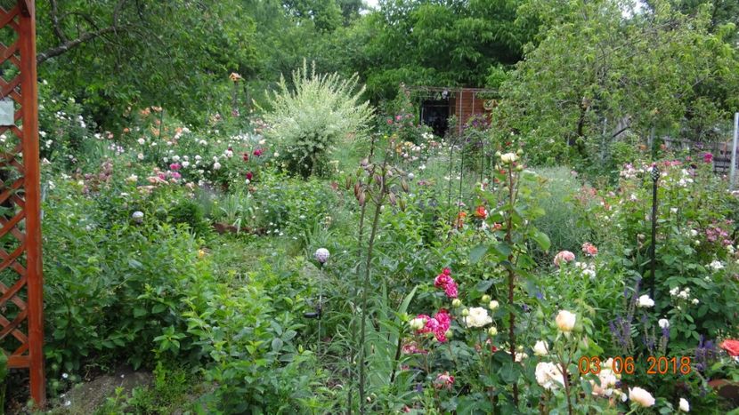  - Trandafiri iunie I