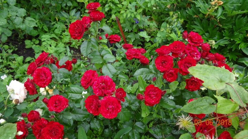 Lavaglut - Trandafiri iunie I