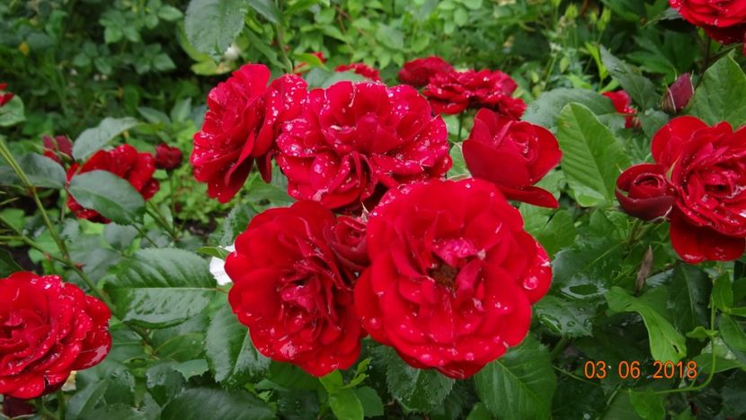  - Trandafiri iunie I