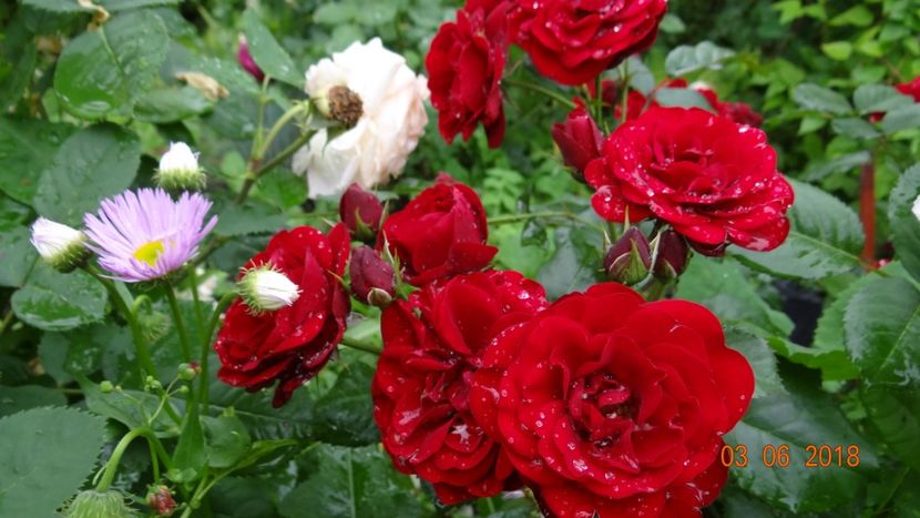  - Trandafiri iunie I