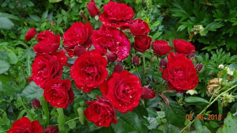  - Trandafiri iunie I
