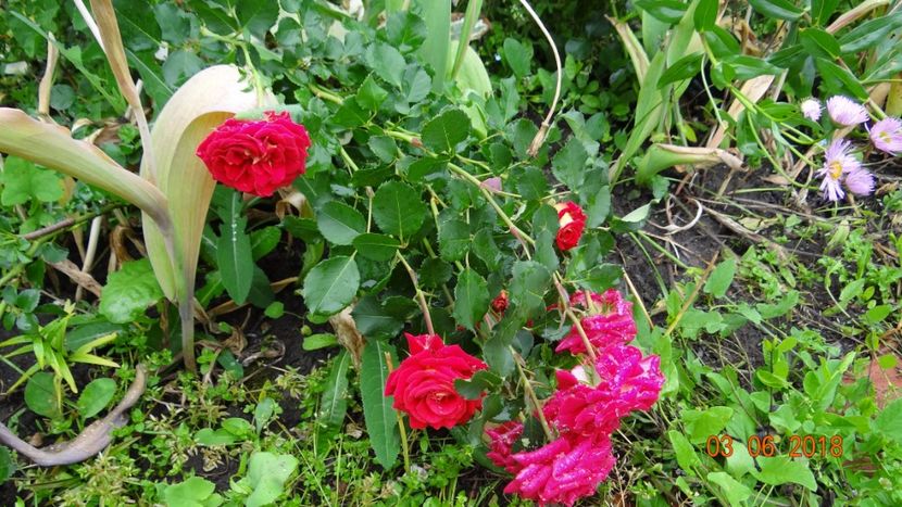 Petito e la pamant sub greutatea florilor - Trandafiri iunie I