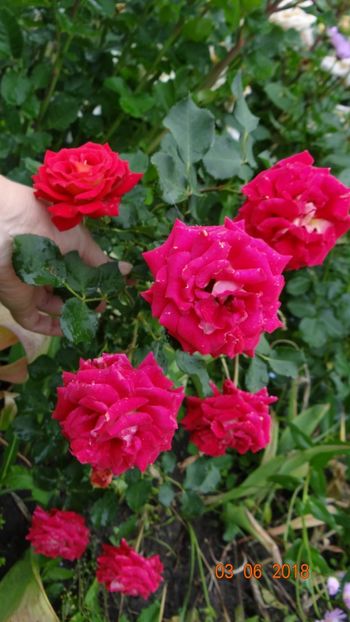  - Trandafiri iunie I