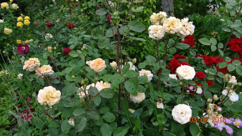 Charles Austin - Trandafiri iunie I