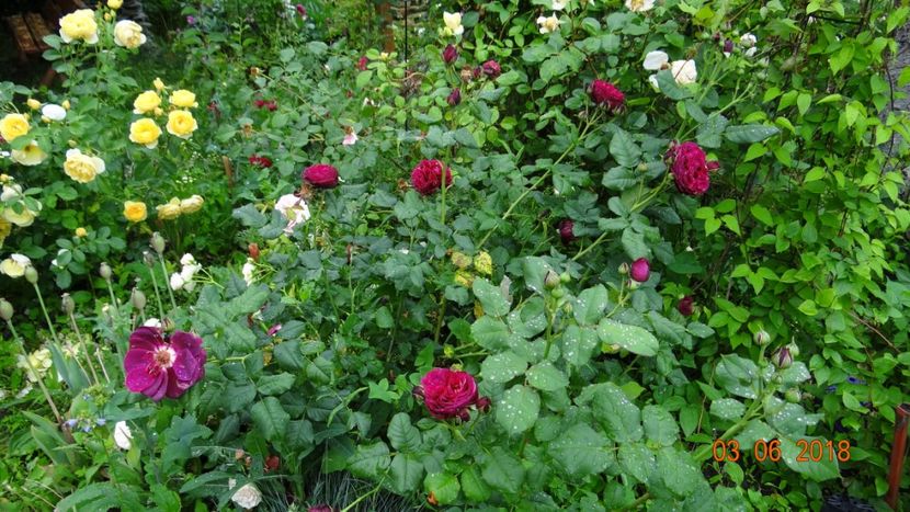 Grafin von Hardenberg - Trandafiri iunie I