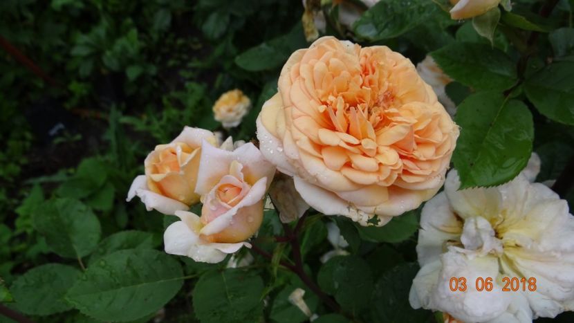  - Trandafiri iunie I