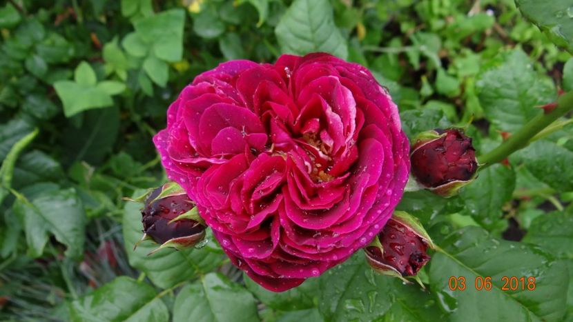  - Trandafiri iunie I