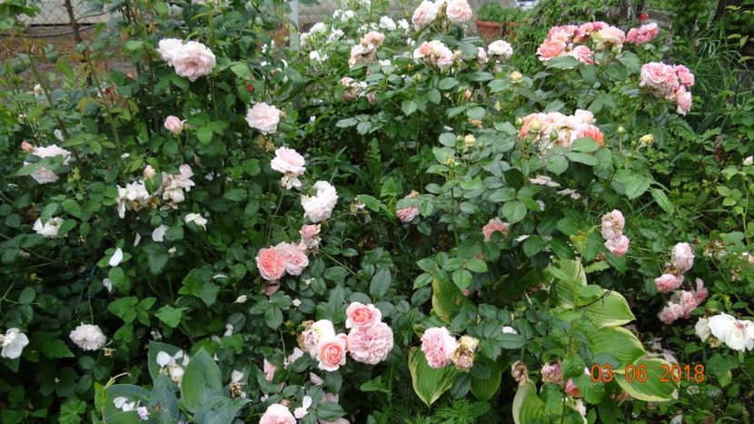 Eglantyne si Chippendale - Trandafiri iunie I