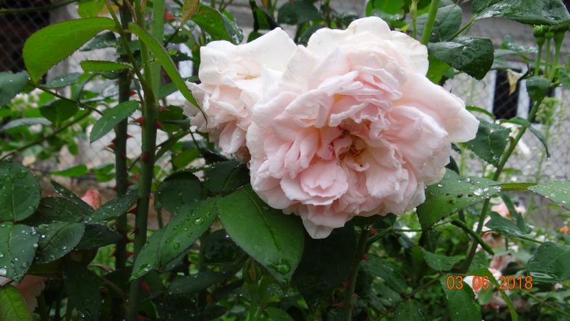  - Trandafiri iunie I