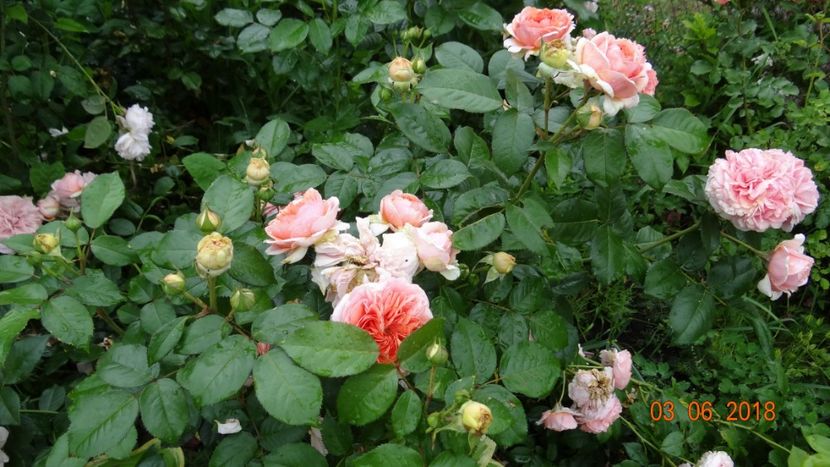  - Trandafiri iunie I