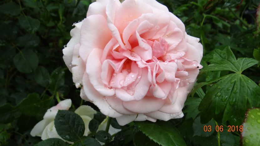 si prima ei floare - Trandafiri iunie I