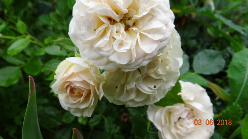  - Trandafiri iunie I