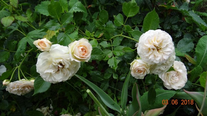  - Trandafiri iunie I