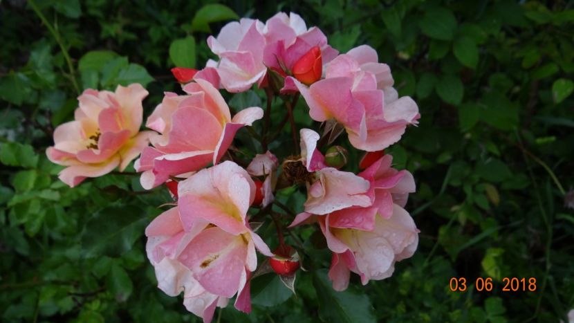  - Trandafiri iunie I