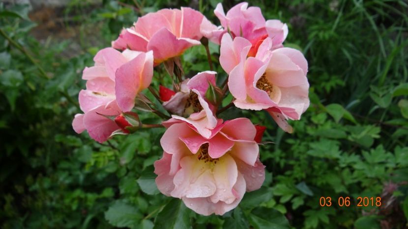  - Trandafiri iunie I