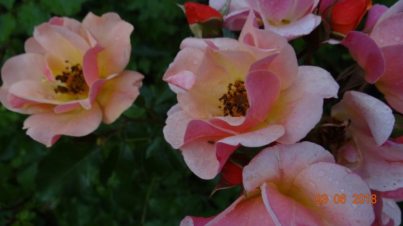  - Trandafiri iunie I