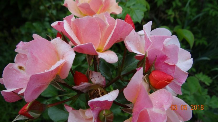  - Trandafiri iunie I