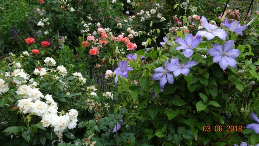  - Trandafiri iunie I