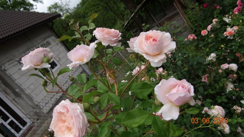 James Galway - Trandafiri iunie I