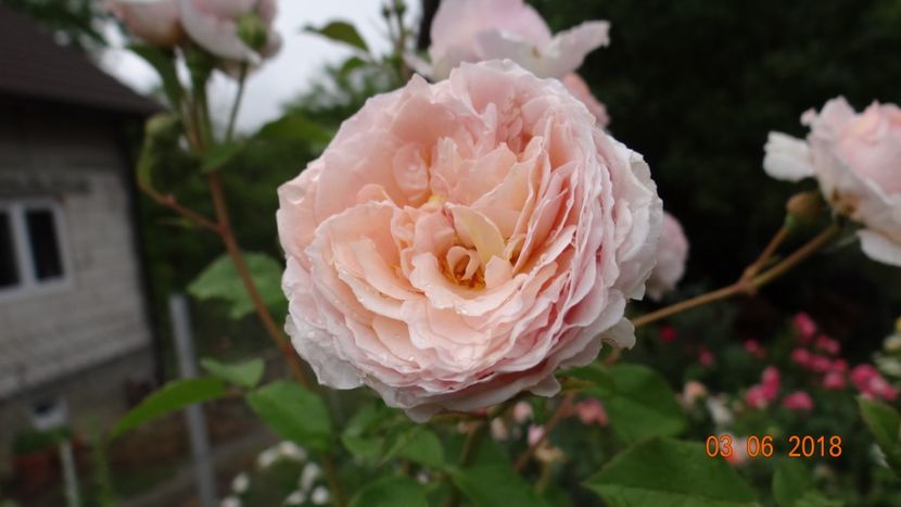  - Trandafiri iunie I