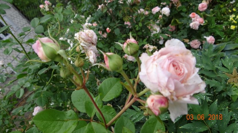  - Trandafiri iunie I