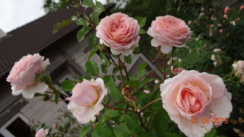  - Trandafiri iunie I