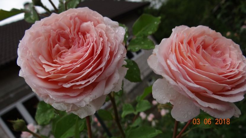  - Trandafiri iunie I