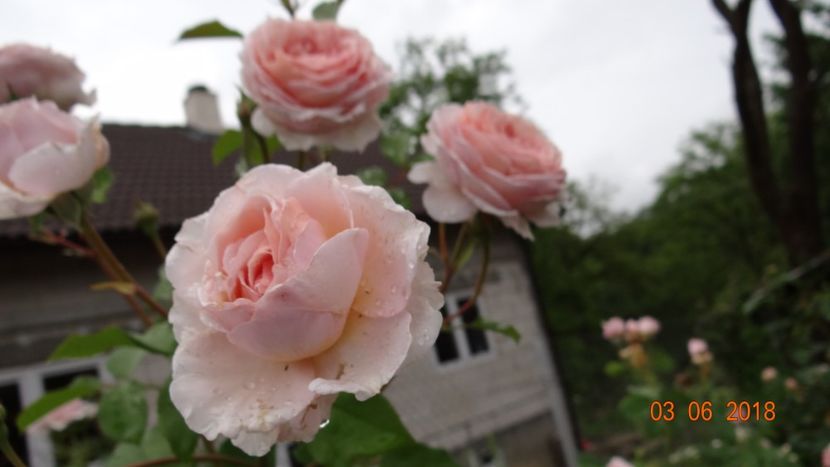  - Trandafiri iunie I