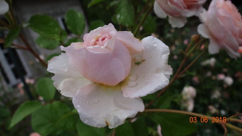  - Trandafiri iunie I