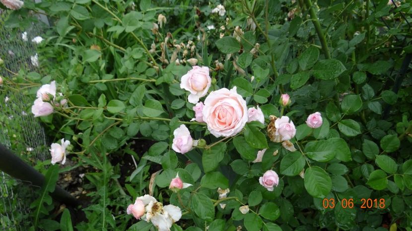  - Trandafiri iunie I