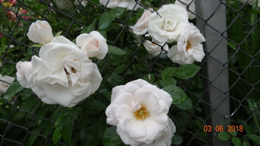  - Trandafiri iunie I