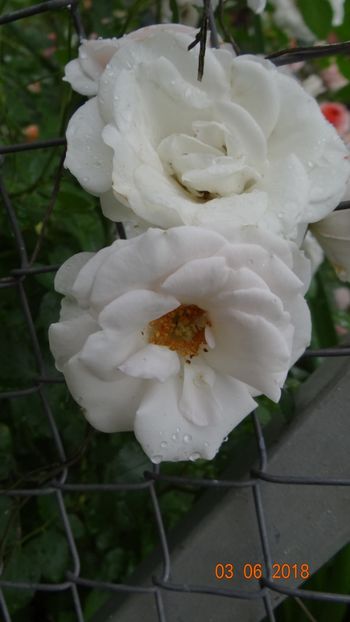  - Trandafiri iunie I