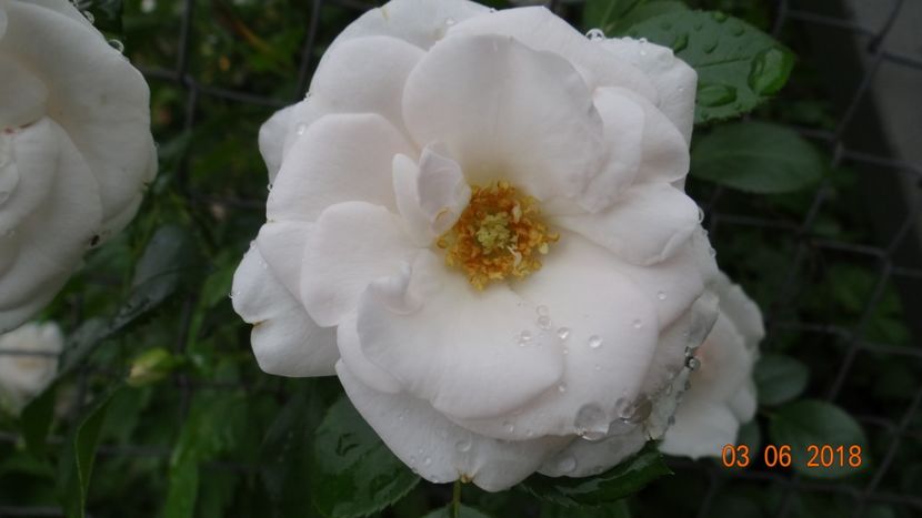  - Trandafiri iunie I