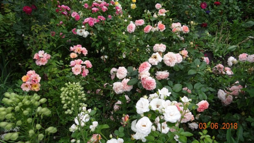  - Trandafiri iunie I