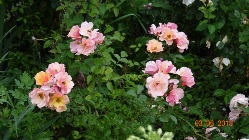  - Trandafiri iunie I
