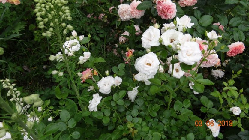 Aspirine - Trandafiri iunie I