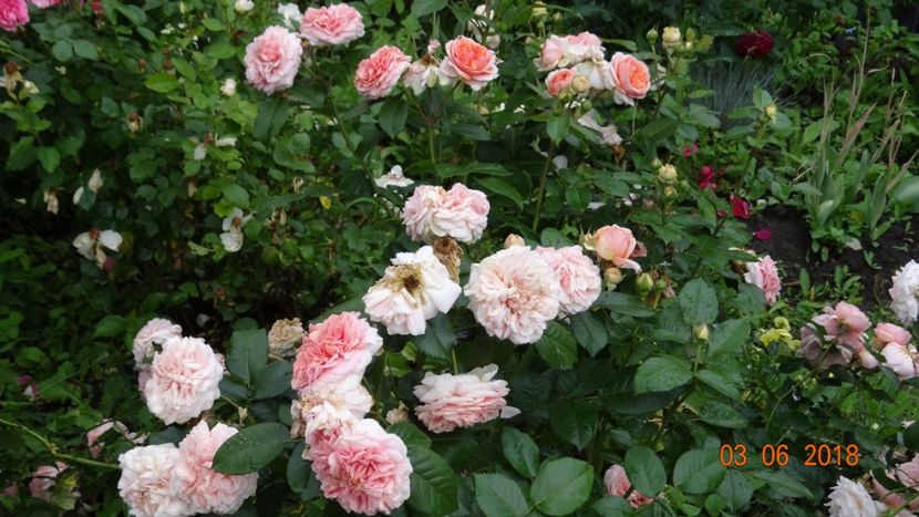  - Trandafiri iunie I