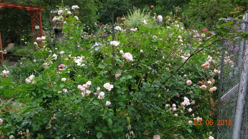 Leander este uriaasss !!! - Trandafiri iunie I