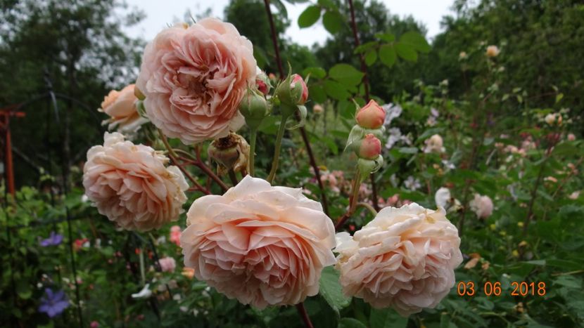  - Trandafiri iunie I