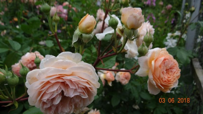  - Trandafiri iunie I