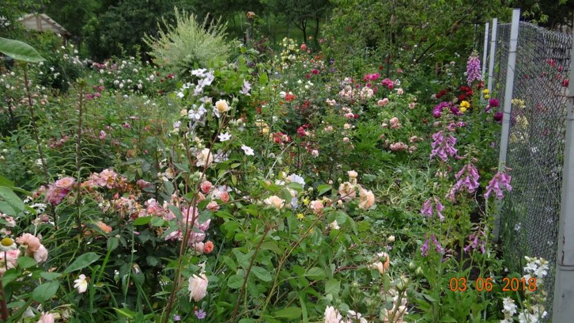  - Trandafiri iunie I