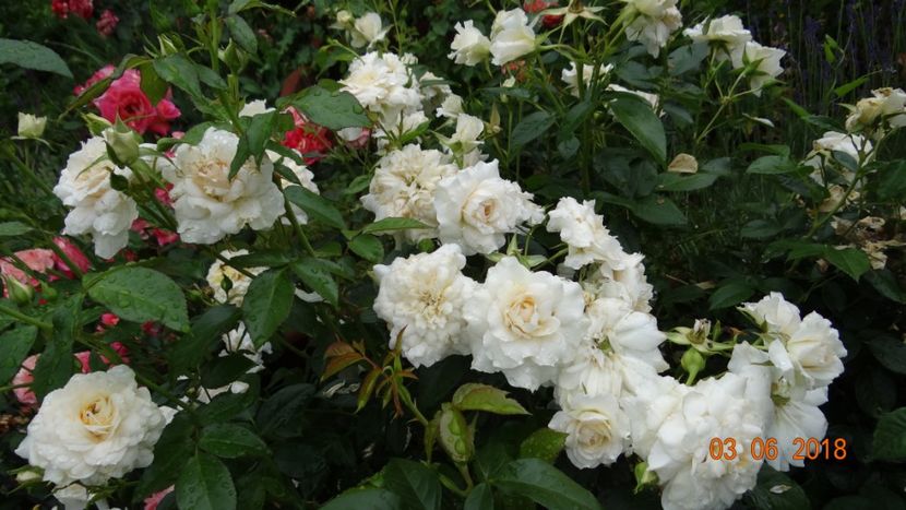 Nadine - Trandafiri iunie I