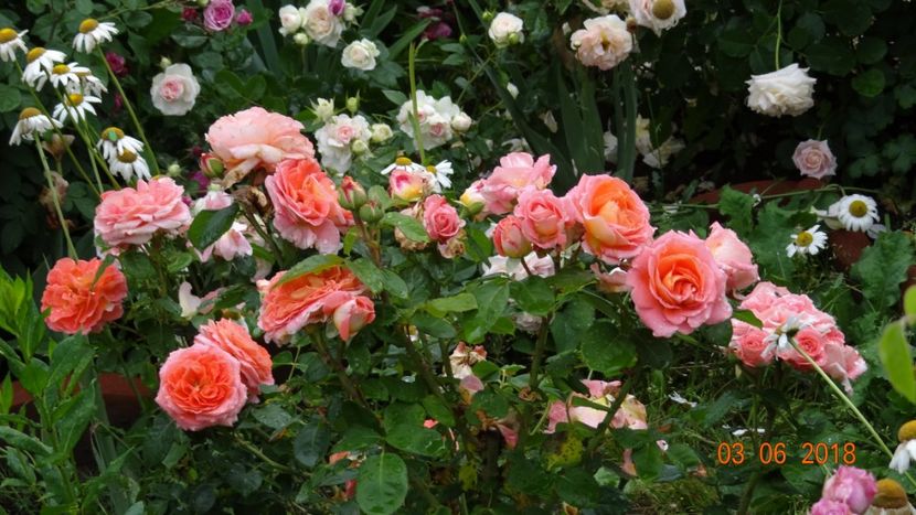 Notre Dame - Trandafiri iunie I