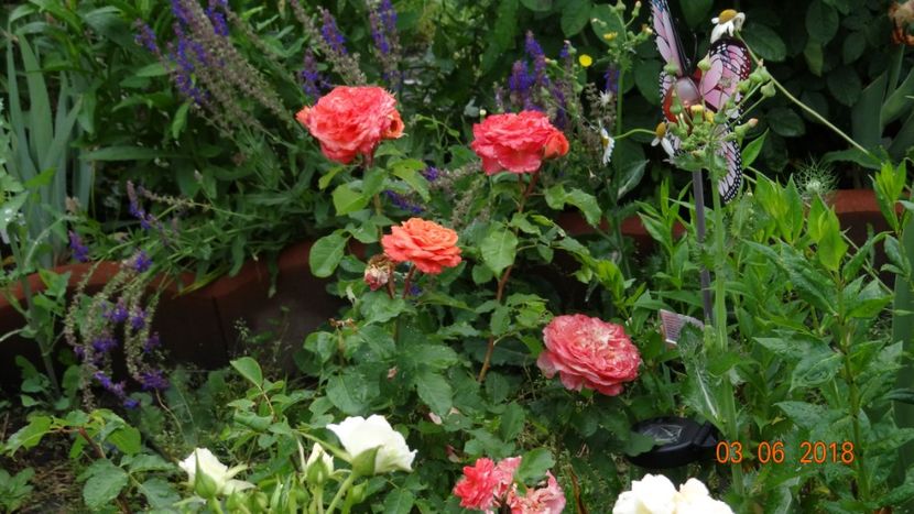 Laurent Cabrol - Trandafiri iunie I