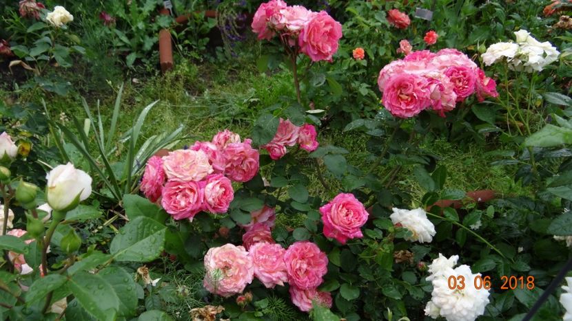 Chateau Verteuille - Trandafiri iunie I