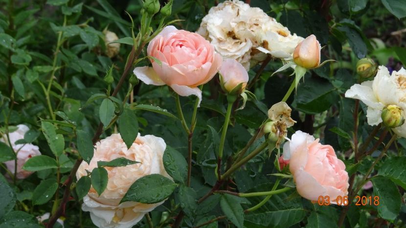 William Morris - Trandafiri iunie I