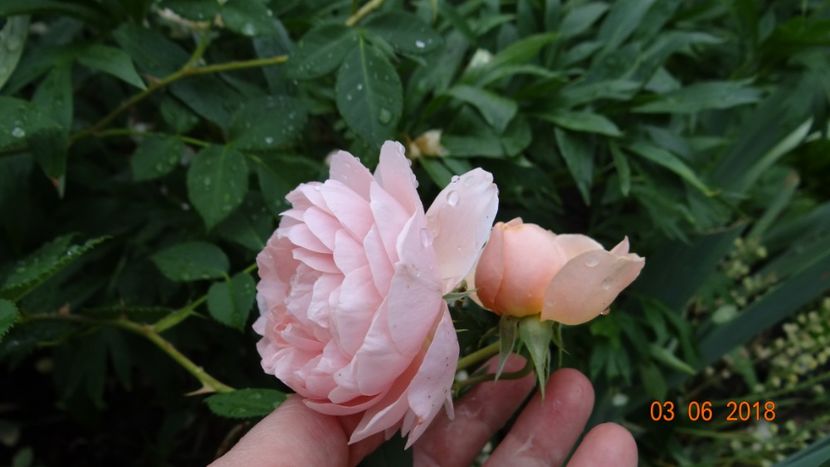  - Trandafiri iunie I