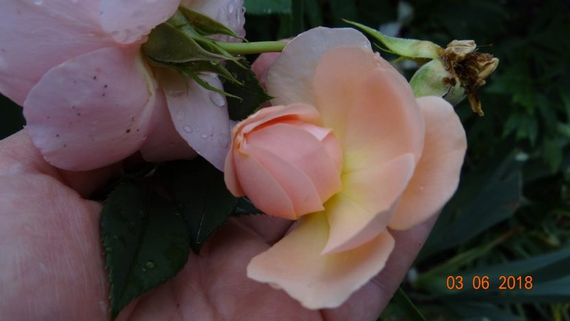  - Trandafiri iunie I