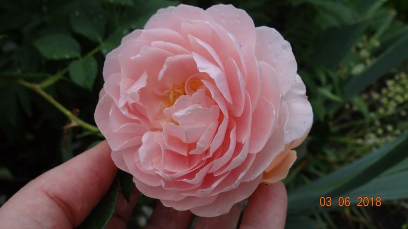  - Trandafiri iunie I